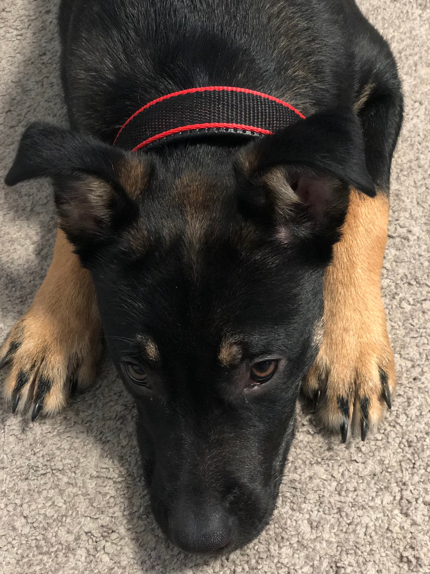 Durable Dog Collar - Red/Black - Shopping Warriors