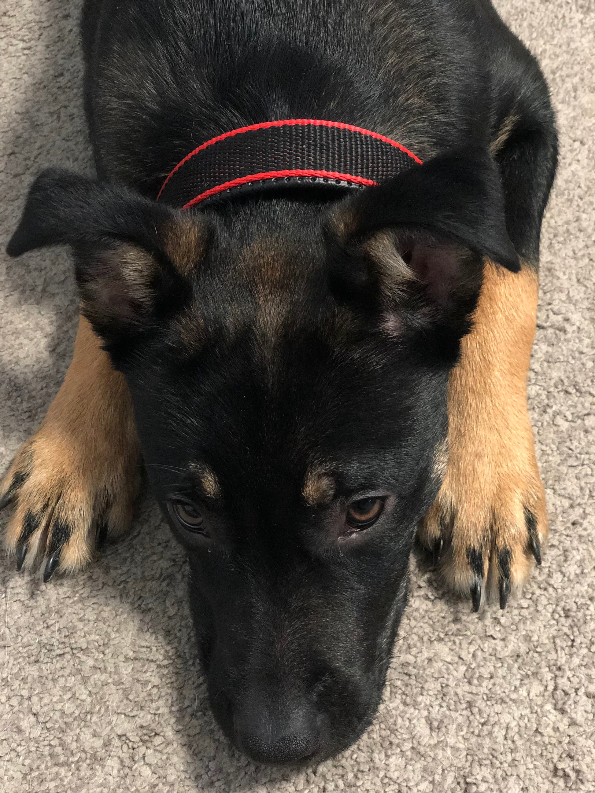 Durable Dog Collar - Red/Black - Shopping Warriors