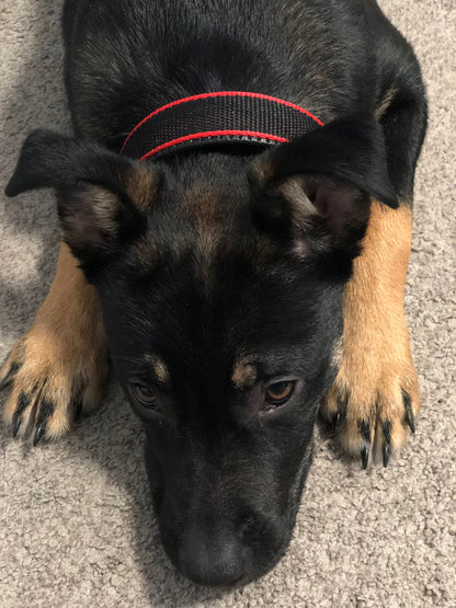 Durable Dog Collar - Red/Black - Shopping Warriors