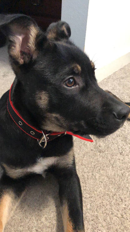 Durable Dog Collar - Red/Black - Shopping Warriors