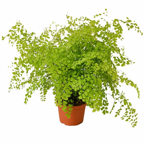 Maidenhair Fern - Shopping Warriors