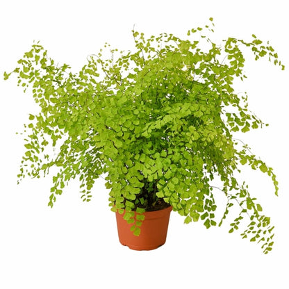 Maidenhair Fern - Shopping Warriors