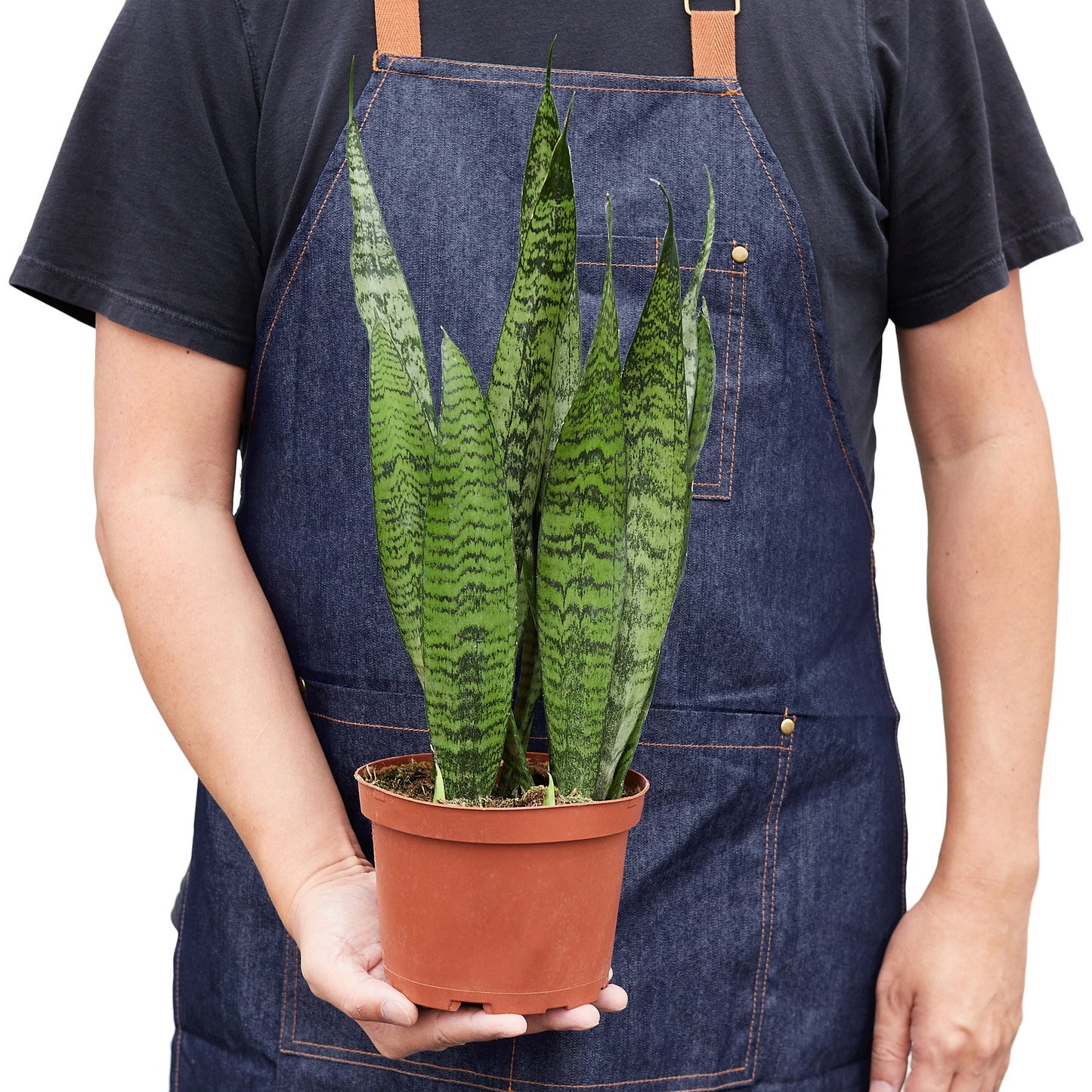 Snake Plant 'Zeylanica' - Shopping Warriors