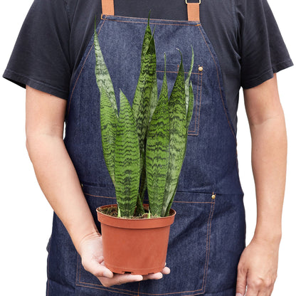 Snake Plant 'Zeylanica' - Shopping Warriors