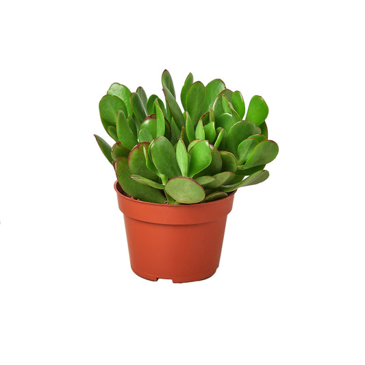 Succulent Crassula 'Jade' - Shopping Warriors
