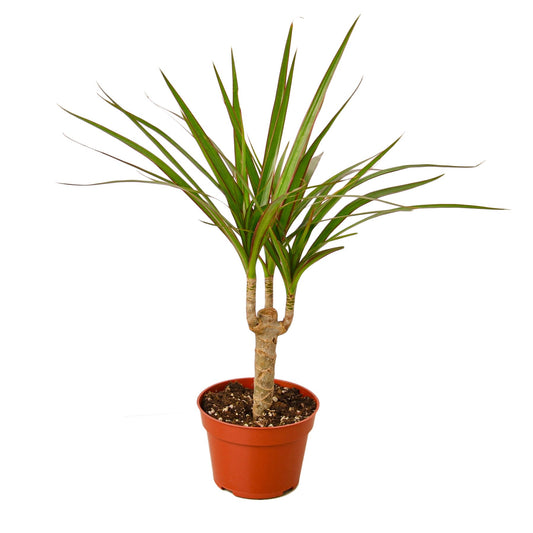 Dracaena Marginata Cane - Shopping Warriors