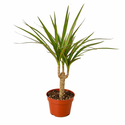 Dracaena Marginata Cane - Shopping Warriors