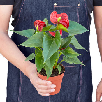Anthurium 'Red' - Shopping Warriors