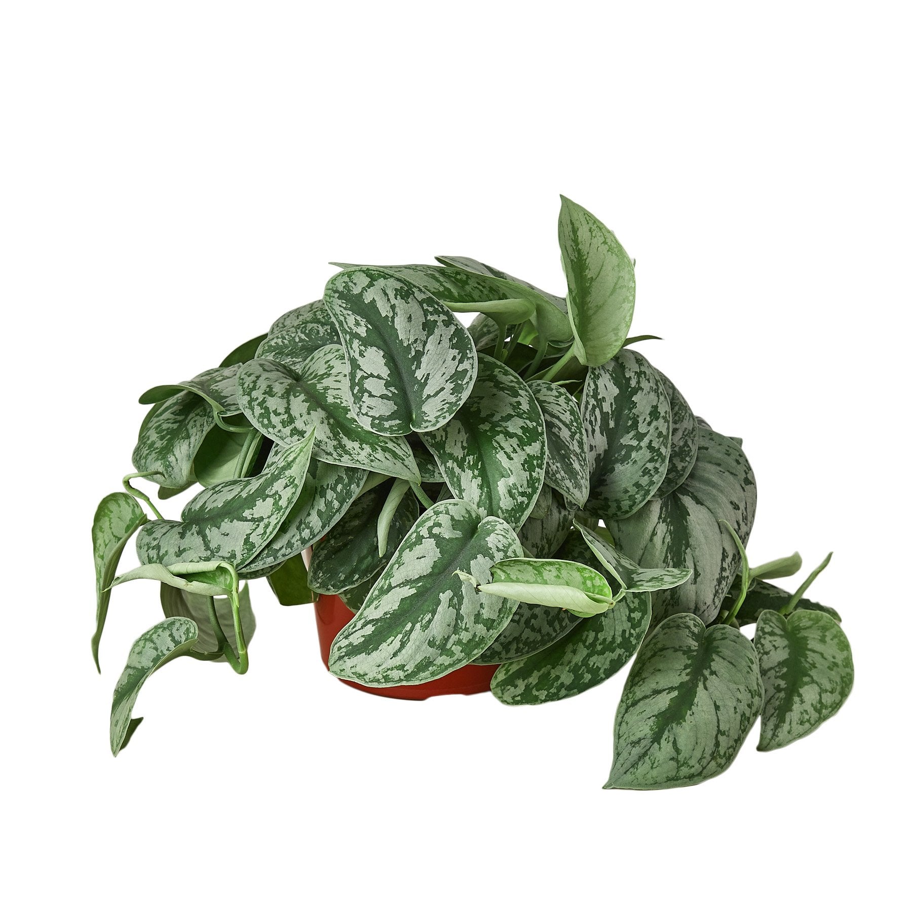Scindapsus Pictus 'Exotica' - Shopping Warriors