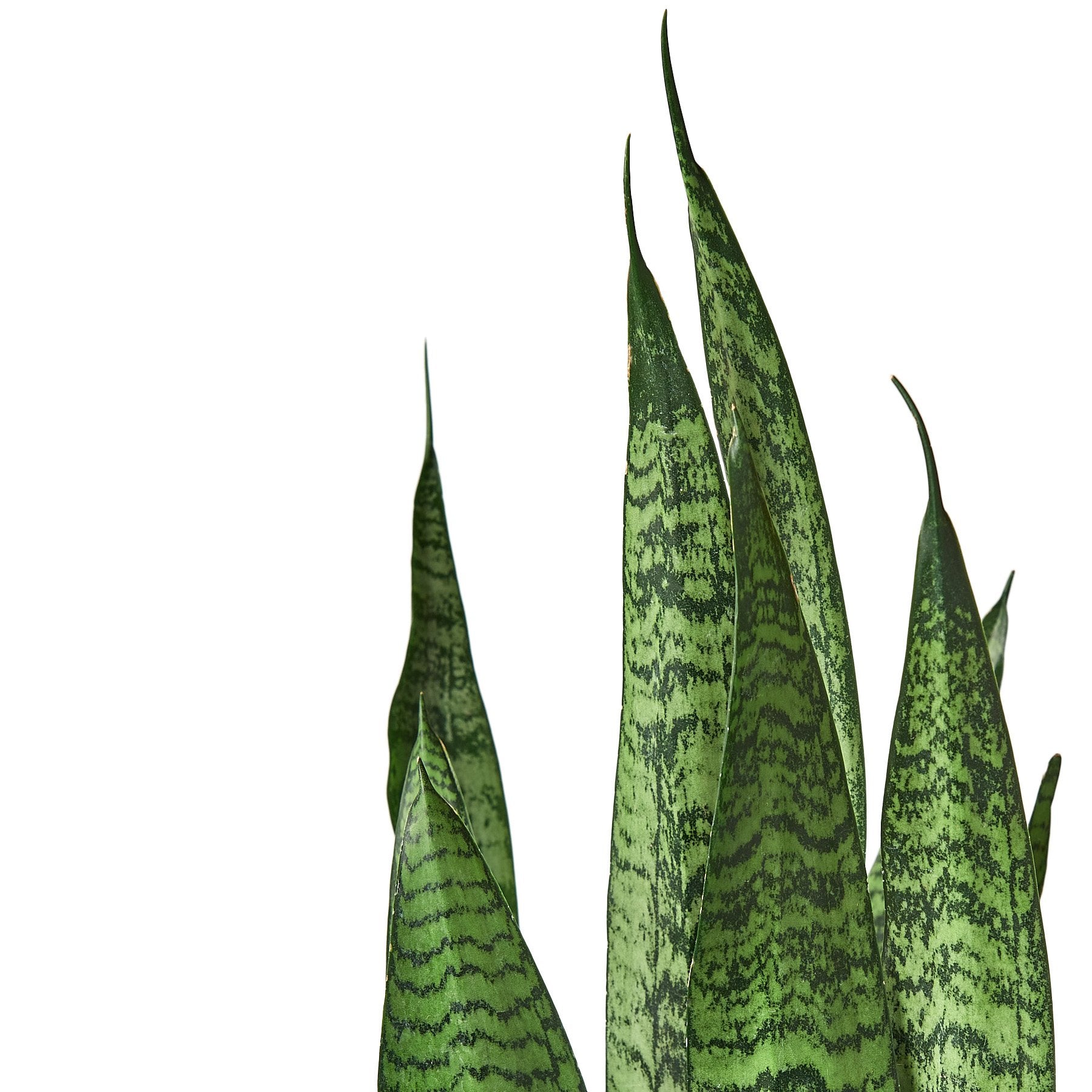 Snake Plant 'Zeylanica' - Shopping Warriors