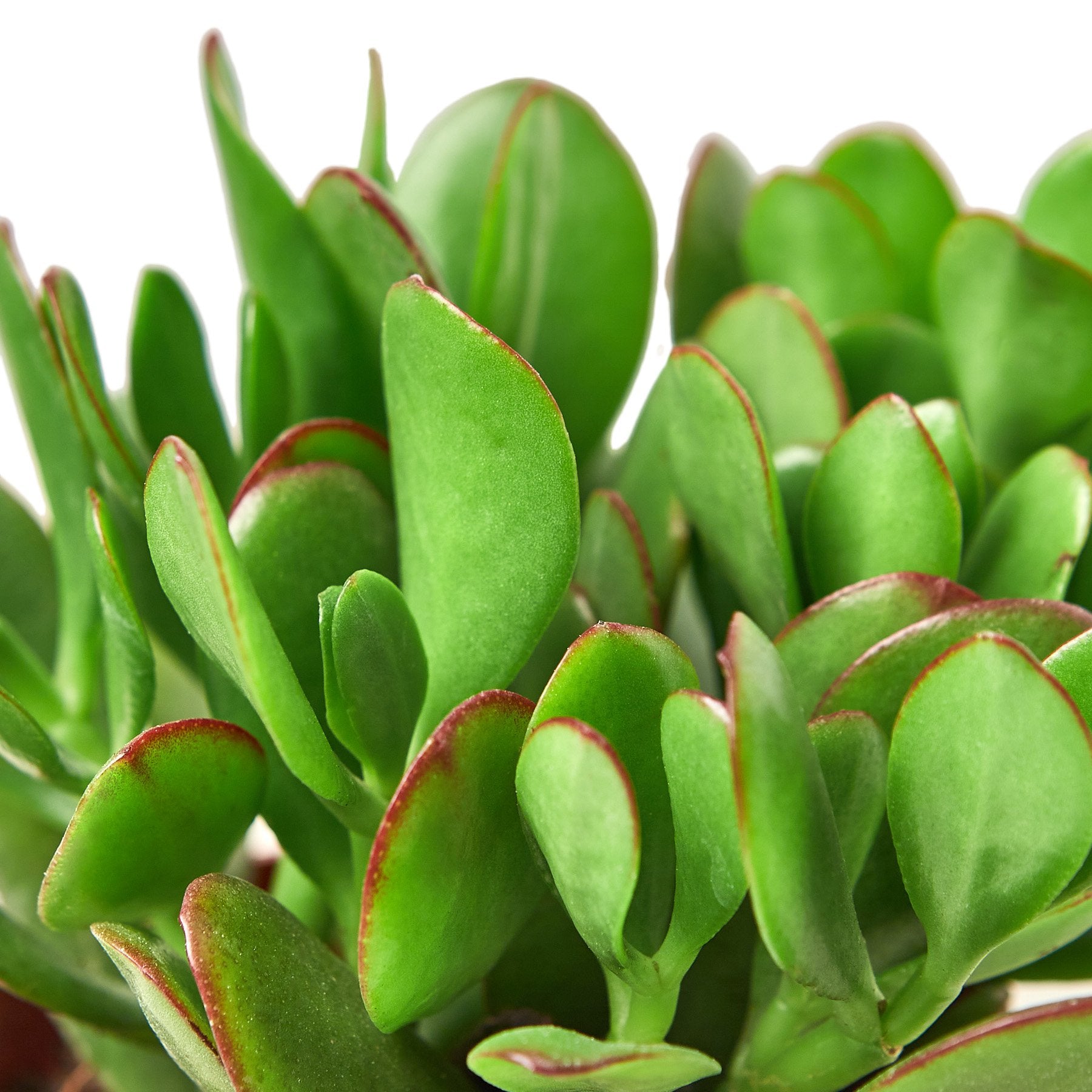 Succulent Crassula 'Jade' - Shopping Warriors