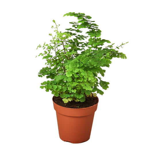 Maidenhair Fern - Shopping Warriors