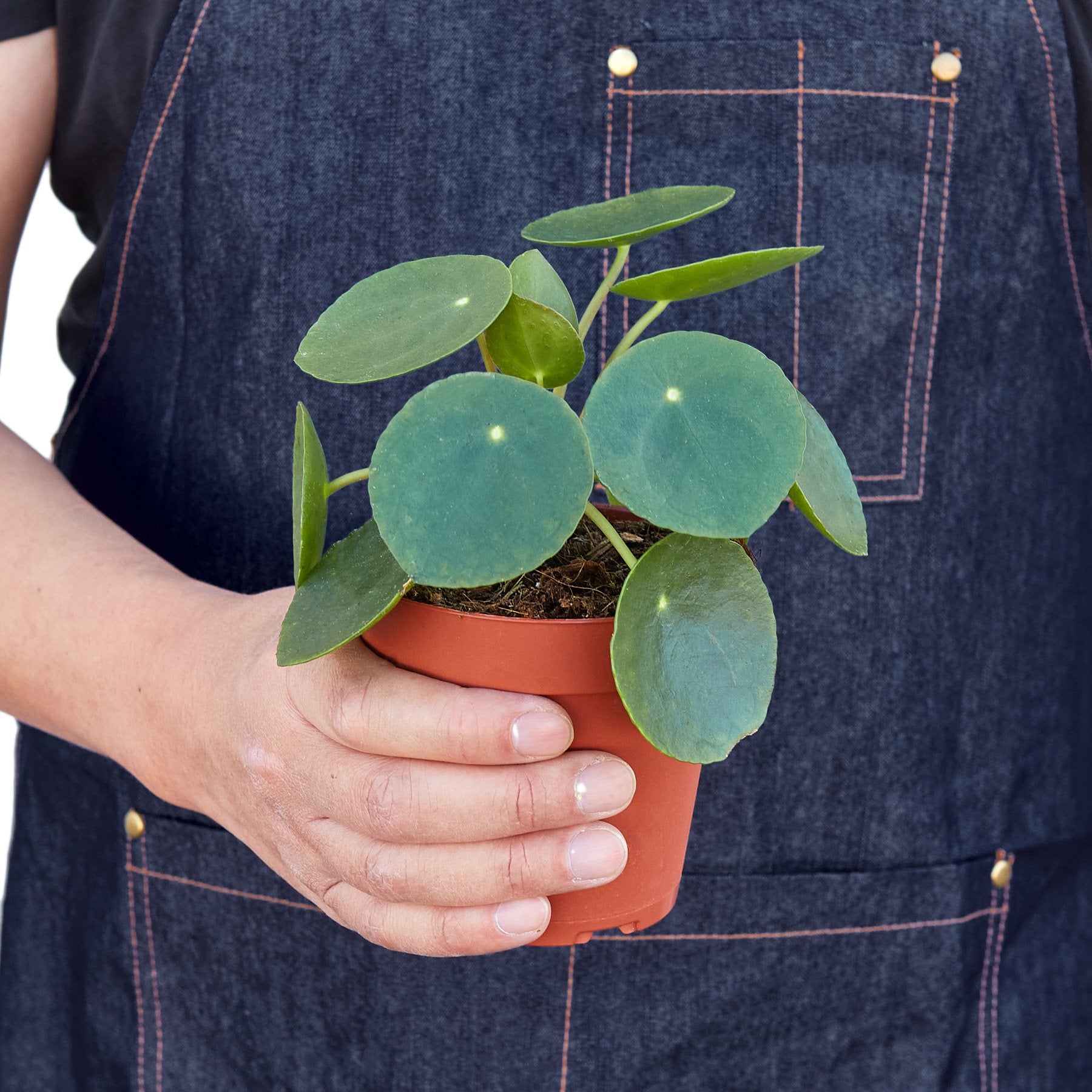 Pilea Peperomioides 'Chinese Money' - Shopping Warriors