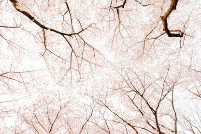 Cherry Blossom Mural Wallpaper